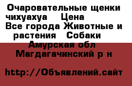 Очаровательные щенки чихуахуа  › Цена ­ 25 000 - Все города Животные и растения » Собаки   . Амурская обл.,Магдагачинский р-н